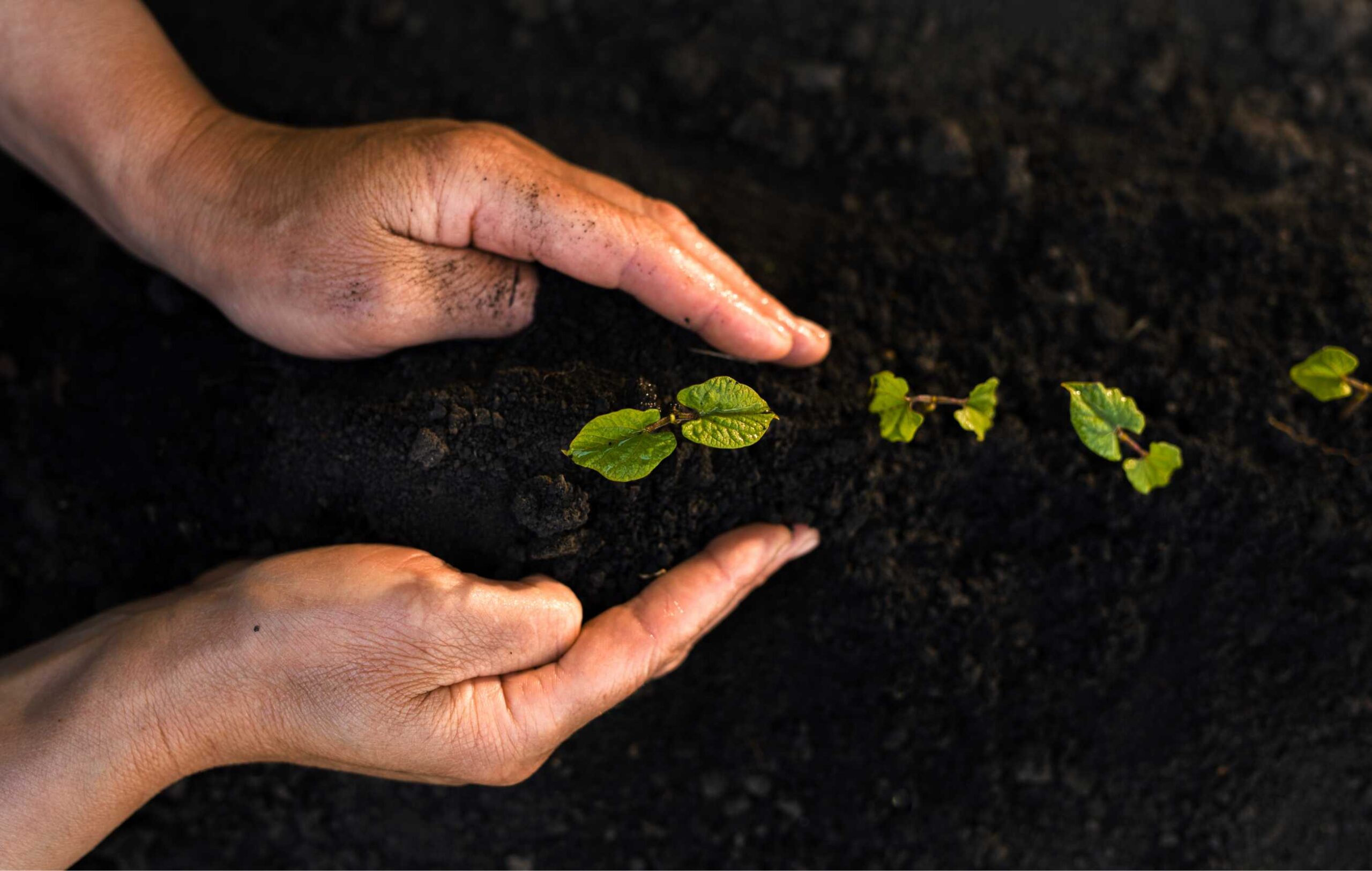 lemon tree fertilizer