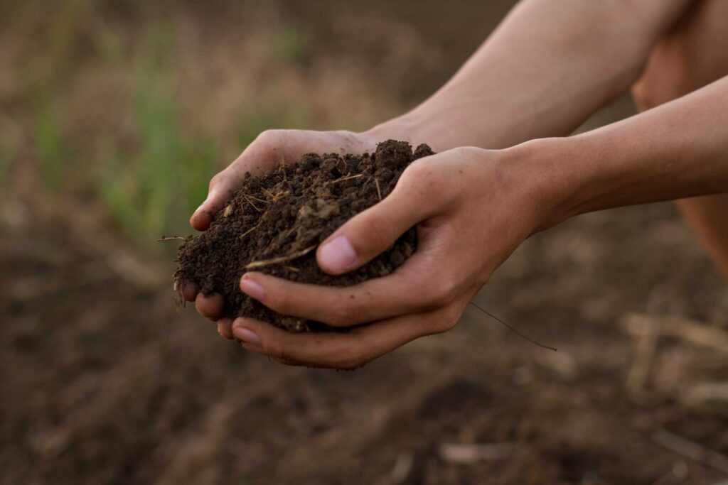 lemon tree fertilizer